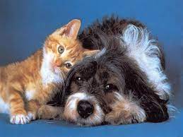 Immagine che rappresenta L’oroscopo dei cani e dei gatti